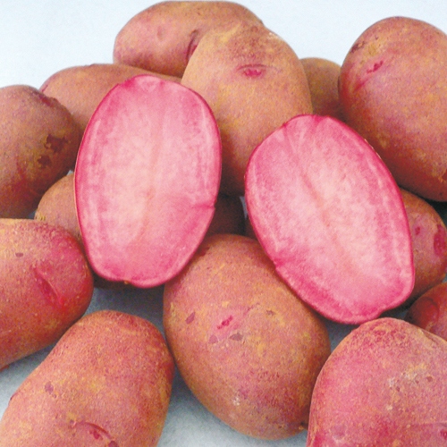 じゃがいも 西海31号 種 苗 ガーデニング用品の タキイネット通販