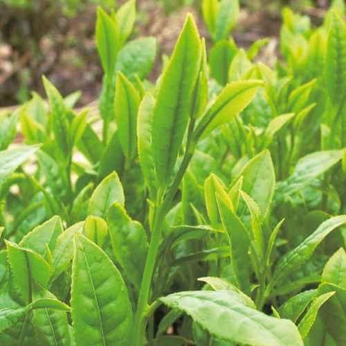 茶の木 さみどり 種 苗 ガーデニング用品の タキイネット通販