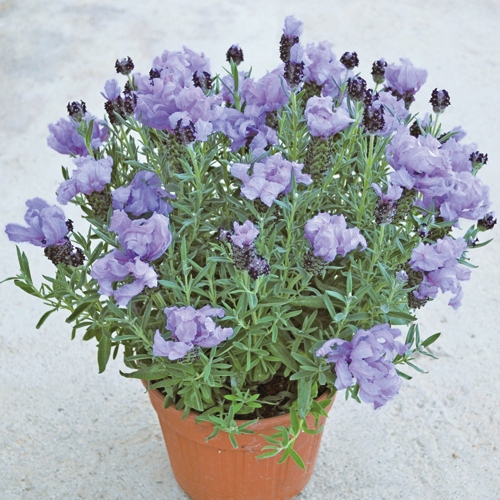 大輪八重咲きフレンチラベンダー スーパーマグナム 種 苗 ガーデニング用品の タキイネット通販