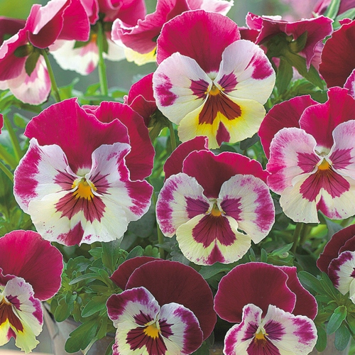 パンジー ひだまりの雪 種 苗 ガーデニング用品の タキイネット通販