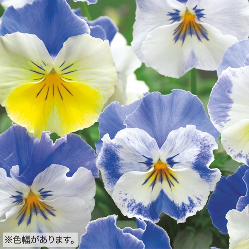 パンジー トゥインクルスノー 種 苗 ガーデニング用品の タキイネット通販