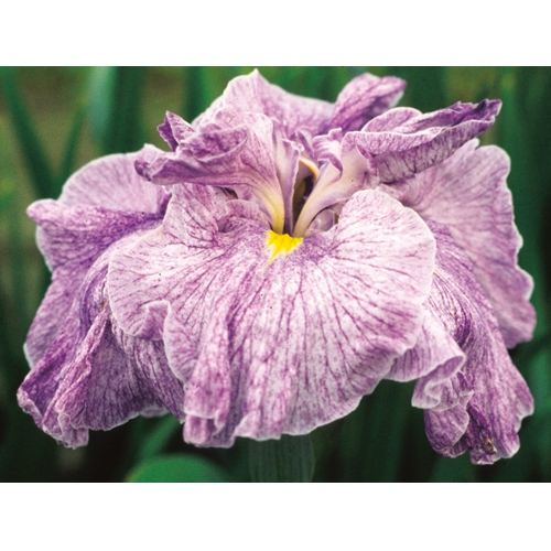 花菖蒲 花影 種 苗 ガーデニング用品の タキイネット通販