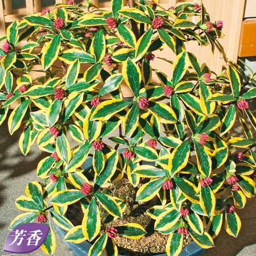 ジンチョウゲ 前島 種 苗 ガーデニング用品の タキイネット通販