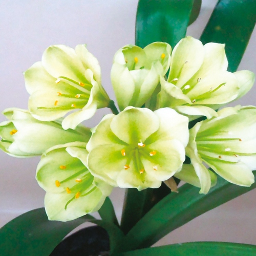君子蘭 緑花 ヒラオグリーン 種 苗 ガーデニング用品の タキイネット通販