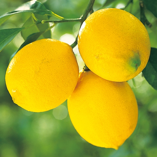 レモン リスボン 種 苗 ガーデニング用品の タキイネット通販