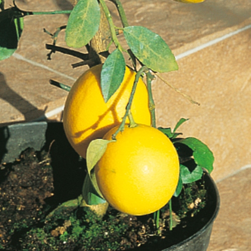 とげなしレモン シシリアン 種 苗 ガーデニング用品の タキイネット通販