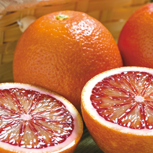 ブラッドオレンジ モロ 種 苗 ガーデニング用品の タキイネット通販