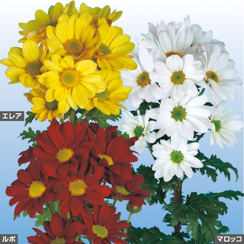6月咲きスプレー菊 セット 種 苗 ガーデニング用品の タキイネット通販