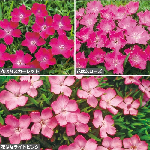 ナデシコ 花はな3種 セット 種 苗 ガーデニング用品の タキイネット通販