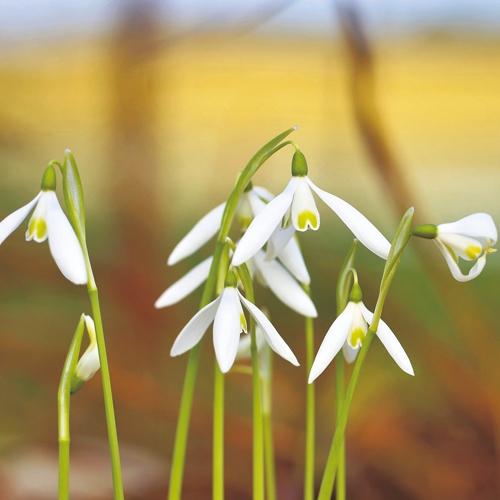 ガランサス レギナエオルガエ 種 苗 ガーデニング用品の タキイネット通販