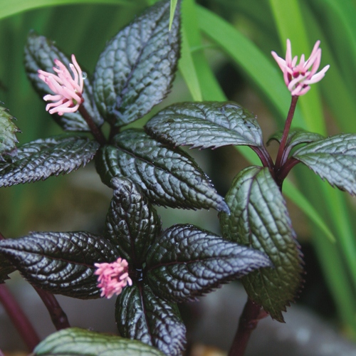 ヒトリシズカ 赤花ヒトリシズカ 種 苗 ガーデニング用品の タキイネット通販