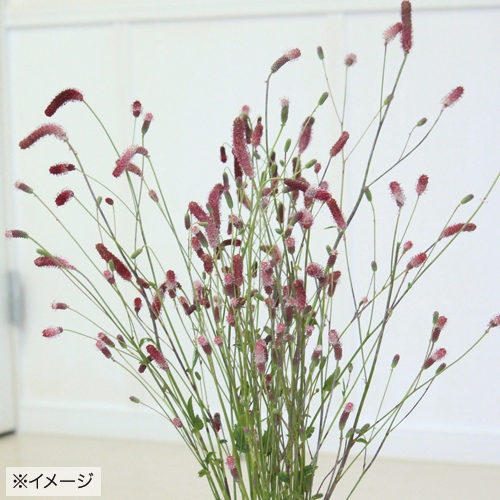 ナガホノワレモコウ 赤花 種 苗 ガーデニング用品の タキイネット通販