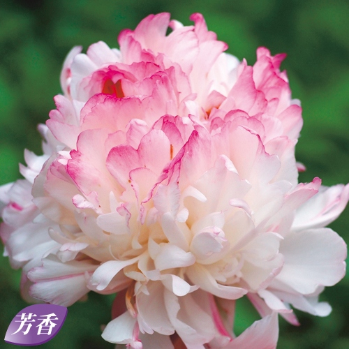 しゃくやく・マイトレジャー 種・苗・ガーデニング用品の【タキイ 