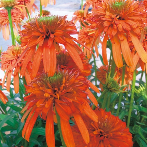 エキナセア サマーサルサ 種 苗 ガーデニング用品の タキイネット通販