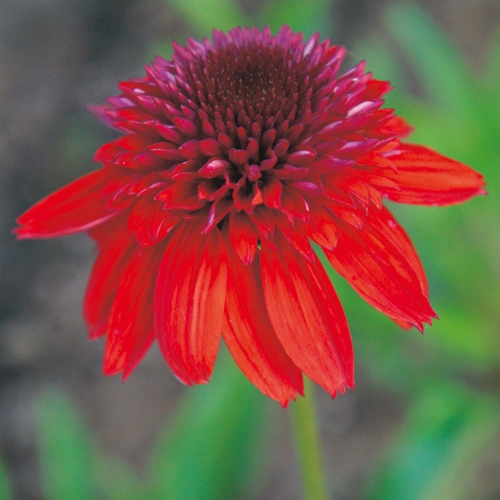 エキナセア エキセントリック 種 苗 ガーデニング用品の タキイネット通販