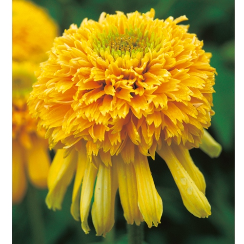 エキナセア レモンドロップ 種 苗 ガーデニング用品の タキイネット通販