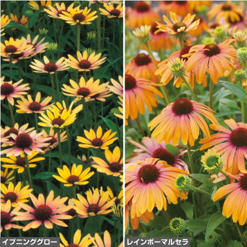 エキナセア バイカラー2種 セット 種 苗 ガーデニング用品の タキイネット通販