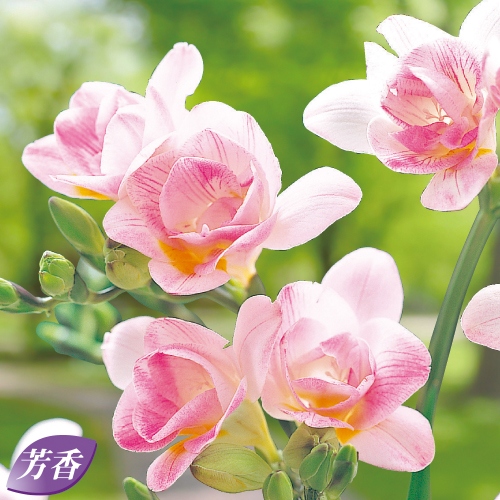 八重咲きフリージア ハネムーン 種 苗 ガーデニング用品の タキイネット通販