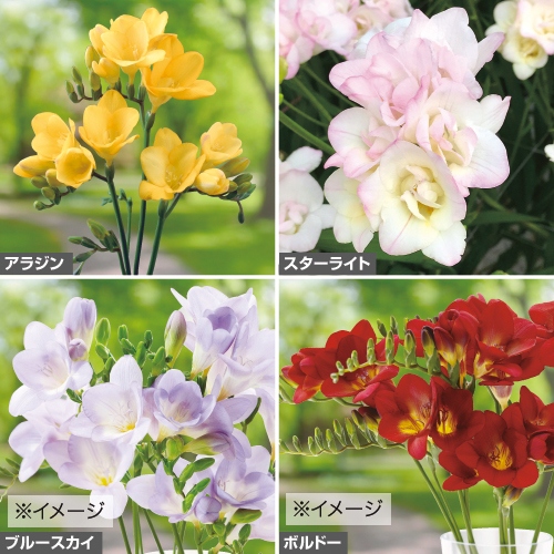 一重咲きフリージア セット 種 苗 ガーデニング用品の タキイネット通販 一重咲きフリージア セット 種 苗 ガーデニング用品の タキイネット通販