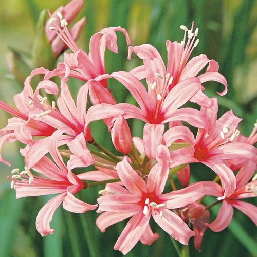 ネリネ サルニエンシス サーモン 種 苗 ガーデニング用品の タキイネット通販