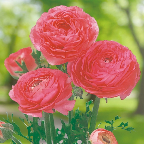 ラナンキュラス ドリーマー ローズピンク 種 苗 ガーデニング用品の タキイネット通販