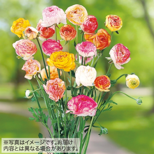 ラナンキュラス ドリーマー バイカラー ミックス 種 苗 ガーデニング用品の タキイネット通販