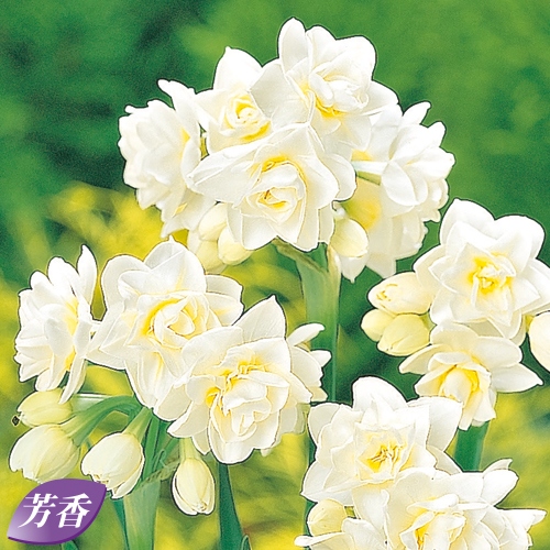 八重房咲すいせん エリッチャー 種 苗 ガーデニング用品の タキイネット通販