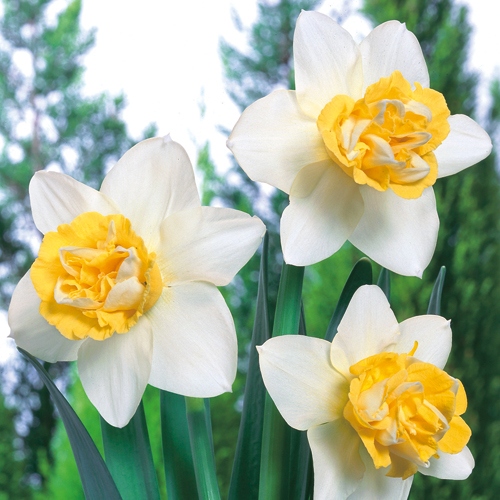 八重咲きすいせん ポパイ 種 苗 ガーデニング用品の タキイネット通販