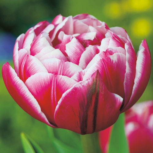 アイスチューリップ 冷凍コロンブス 種 苗 ガーデニング用品の タキイネット通販