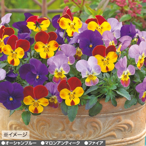 ビオラ F1ビビ ラグーン ピット苗 セット 種 苗 ガーデニング用品の タキイネット通販