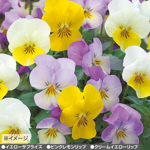 ビオラ F1フローラルパワー メヌエット ピット苗 セット 種 苗 ガーデニング用品の タキイネット通販