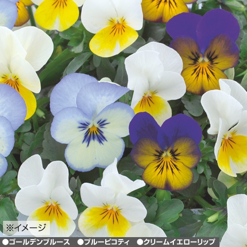 ビオラ F1フローラルパワー ソラ ピット苗 セット 種 苗 ガーデニング用品の タキイネット通販