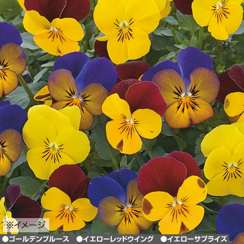 ビオラ F1フローラルパワー オーケストラ苗 セット 種 苗 ガーデニング用品の タキイネット通販