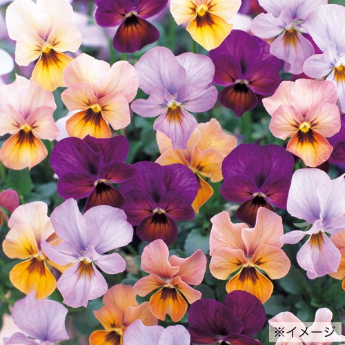 ビオラ F1ビビ エッセンスジュピター 種 苗 ガーデニング用品の タキイネット通販