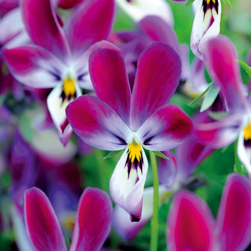 ビオラ バニーイヤーズ 種 苗 ガーデニング用品の タキイネット通販