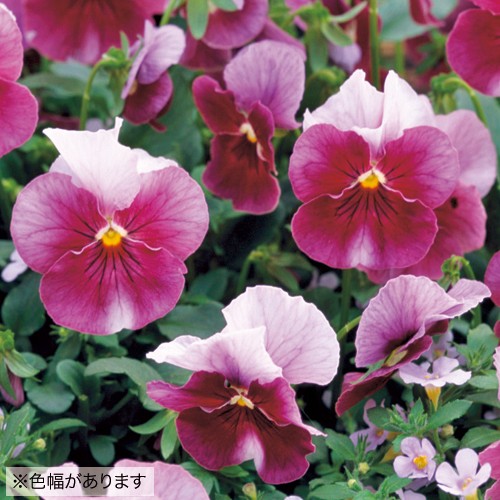 ウインターパンジー F1ナチュレ フロスティローズ 種 苗 ガーデニング用品の タキイネット通販