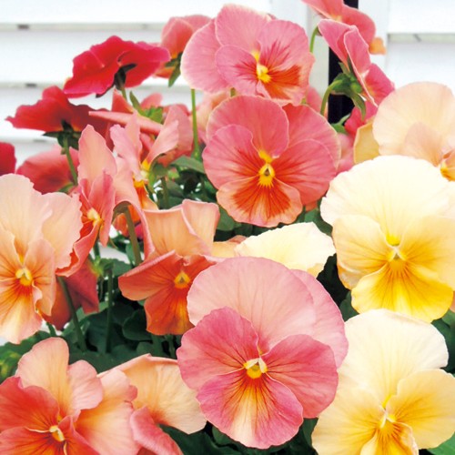 パンジー F1みやび キューティーアプリコット 種 苗 ガーデニング用品の タキイネット通販