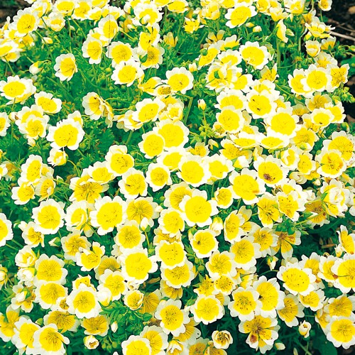 リムナンテス ダグラシー 種 苗 ガーデニング用品の タキイネット通販