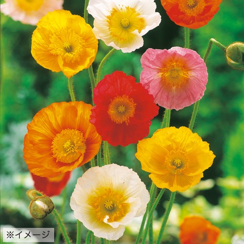 ベスト50 ケシ ポピー 最高の花の画像