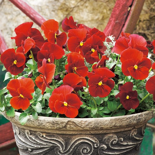 パンジー F1クリーン スカーレット 種 苗 ガーデニング用品の タキイネット通販