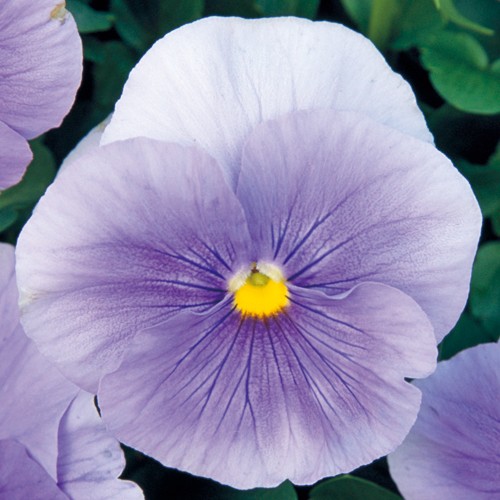 パンジー F1ピカソ クリアライトブルー 種 苗 ガーデニング用品の タキイネット通販