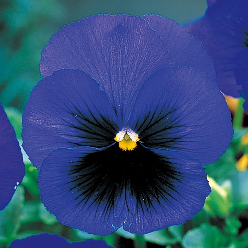 パンジー F1ピカソ ブルーブロッチインプ 種 苗 ガーデニング用品の タキイネット通販