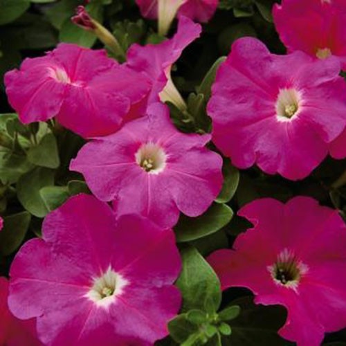 ペチュニア F1マンボｇｐ ピンク 種 苗 ガーデニング用品の タキイネット通販