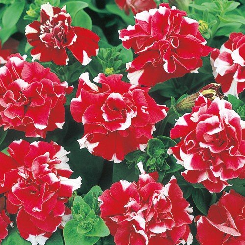 ペチュニア F1デュオ レッド ホワイト 種 苗 ガーデニング用品の タキイネット通販