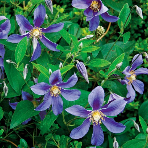 クレマチス ユーリ 種 苗 ガーデニング用品の タキイネット通販