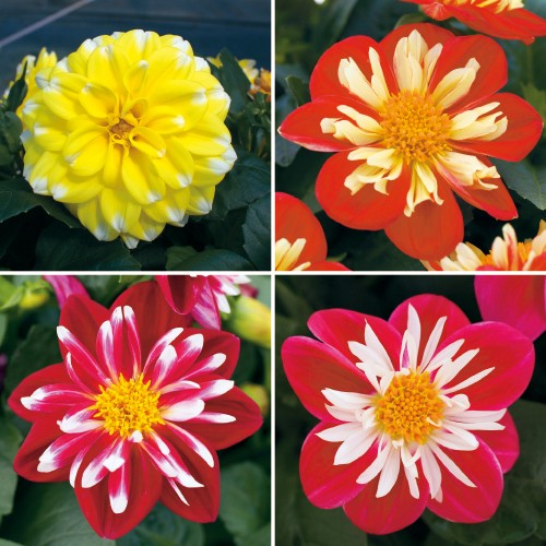 ダリア スターシスター4種 セット