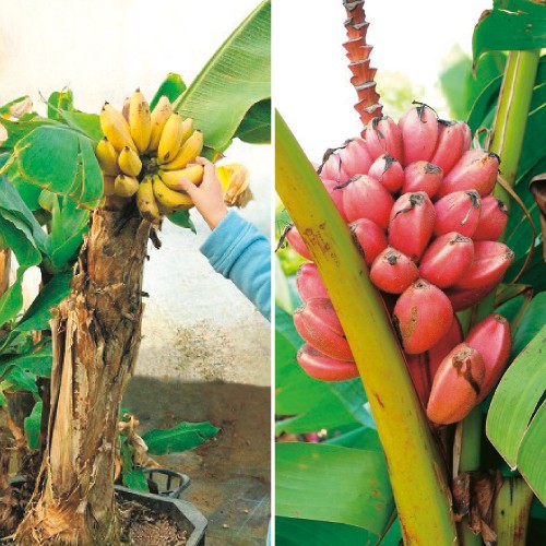 バナナ2種 セット 種 苗 ガーデニング用品の タキイネット通販
