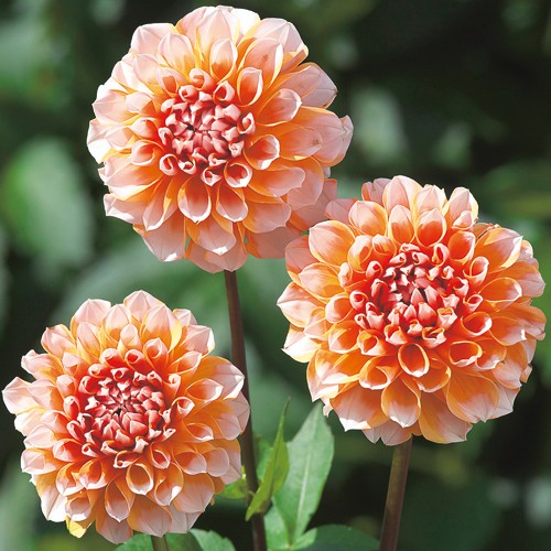 ダリア・ポートライトペアビューティ 種・苗・ガーデニング用品の【タキイネット通販】