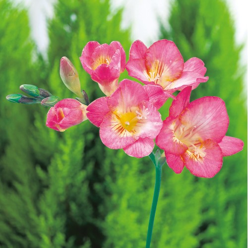 フリージア サンドラ 種 苗 ガーデニング用品の タキイネット通販