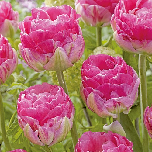 チューリップ ピンクサイズ 種 苗 ガーデニング用品の タキイネット通販 チューリップ ピンクサイズ 種 苗 ガーデニング用品の タキイネット通販